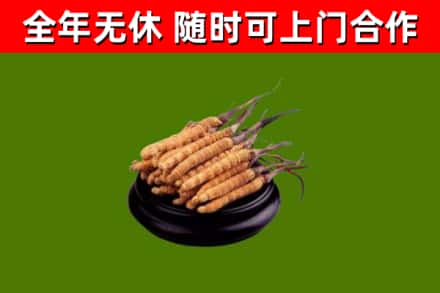 阳高回收冬虫夏草